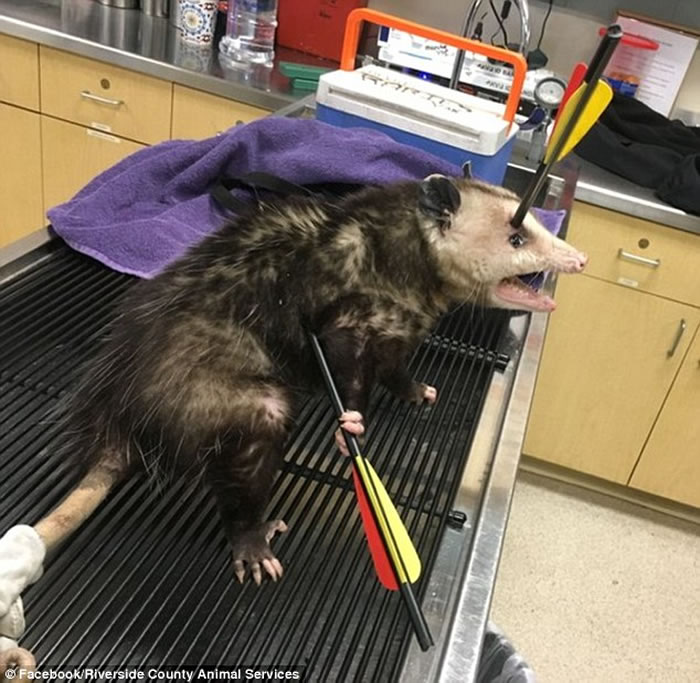 ������������������һ����������һ�����ᴩͷ­��