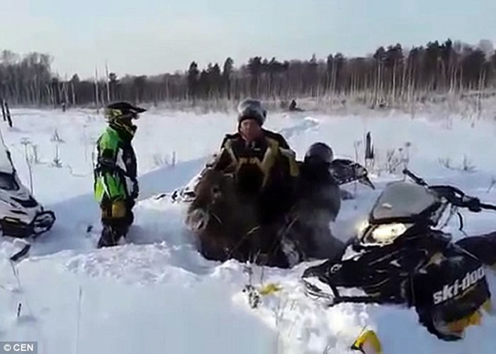 俄罗斯年幼驼鹿身陷雪地 路人不帮忙还要骑着