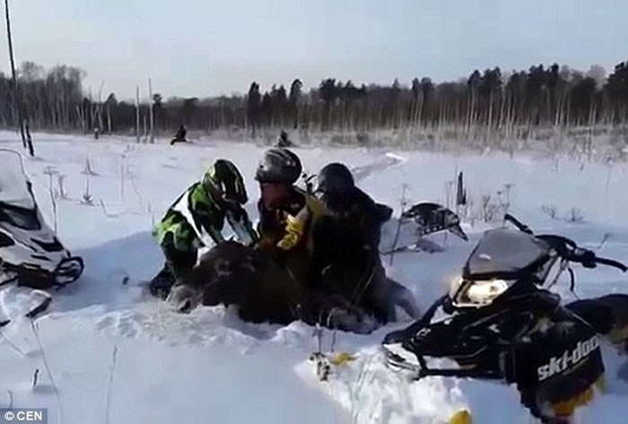 俄罗斯年幼驼鹿身陷雪地,路人不帮忙还要骑着玩