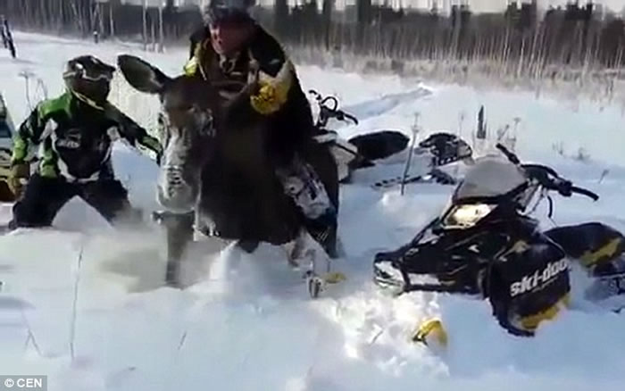 俄罗斯年幼驼鹿身陷雪地,路人不帮忙还要骑着玩