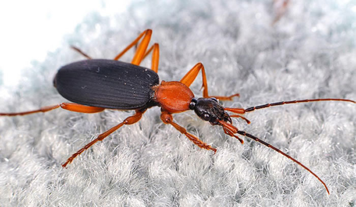 你的家中爬满了小动物