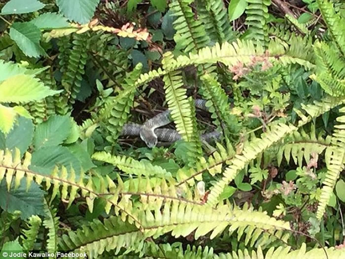 澳大利亚墨尔本遭受严重蛇灾 大量毒蛇来袭