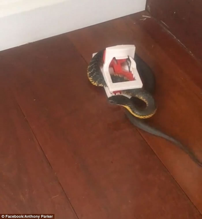 �Ĵ�����ī�����������ء����֡� ����������Ϯ