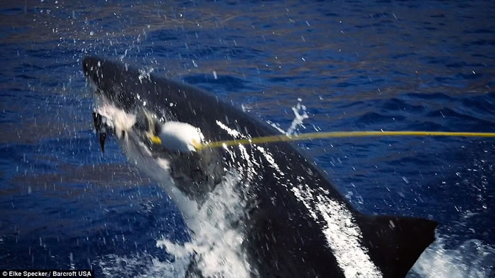 摄影师Elke Specker用金枪鱼做诱饵拍摄到大白鲨跃出海面猛烈撕咬的瞬间