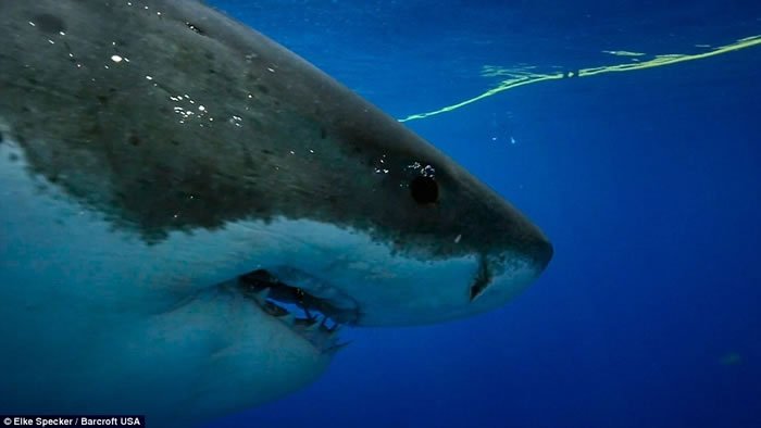 摄影师Elke Specker用金枪鱼做诱饵拍摄到大白鲨跃出海面猛烈撕咬的瞬间