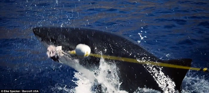 摄影师Elke Specker用金枪鱼做诱饵拍摄到大白鲨跃出海面猛烈撕咬的瞬间