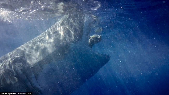 摄影师Elke Specker用金枪鱼做诱饵拍摄到大白鲨跃出海面猛烈撕咬的瞬间