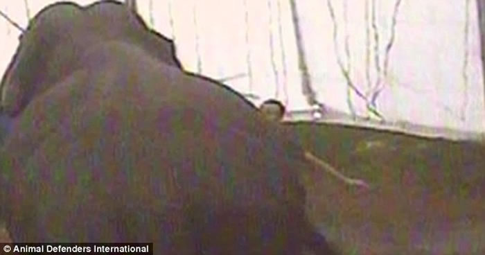 ��Ӣ��Ϸ��ѱ��ʦӢ��Ѳ��ʱŰ���������𹫷�