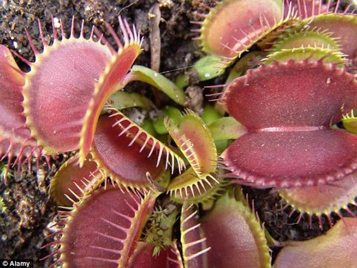 ��ѧ�������о���������Ӭ�ݾ��ж��صļ���������������5�νӴ����Ĵ���֮�����Ϳ�ʼ��������һ����������ø��