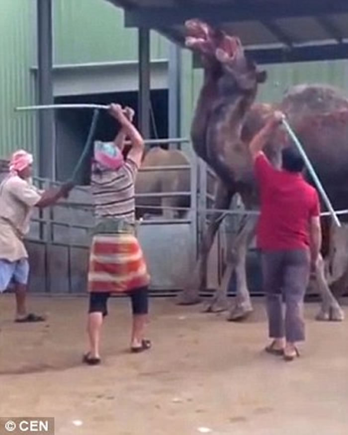 ɳ�ذ�����������׳����˽���ֻ������ɱ֮ǰ�����������ǽ���һ������