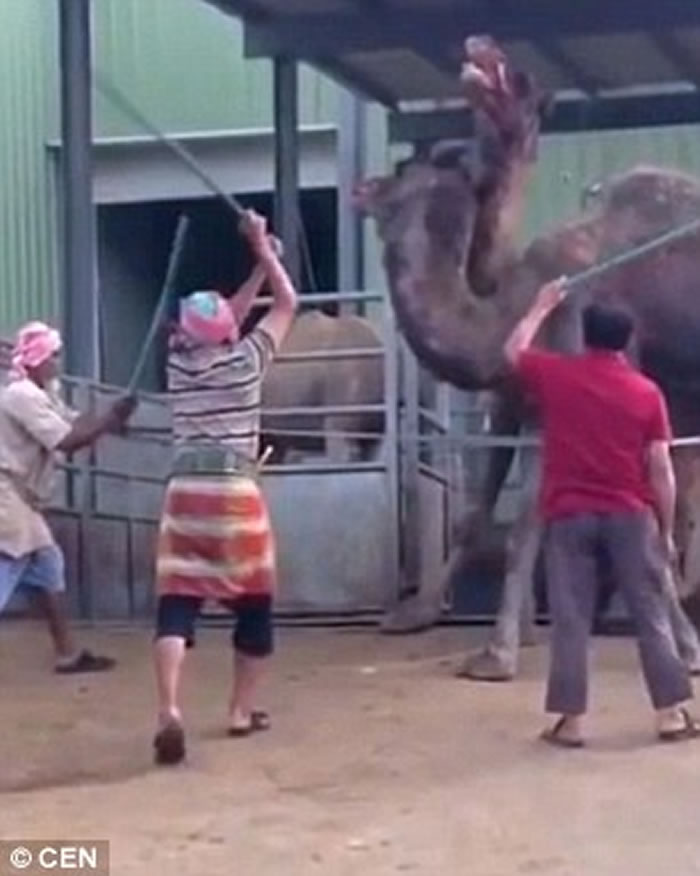 ɳ�ذ�����������׳����˽���ֻ������ɱ֮ǰ�����������ǽ���һ������