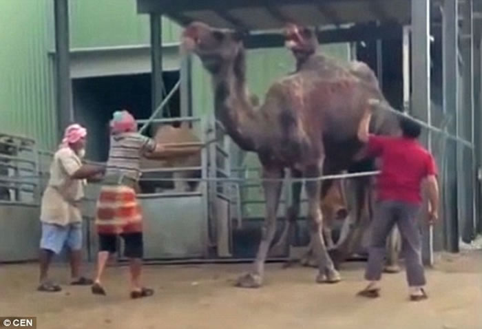 沙特阿拉伯麦加屠宰场工人将两只骆驼宰杀之前