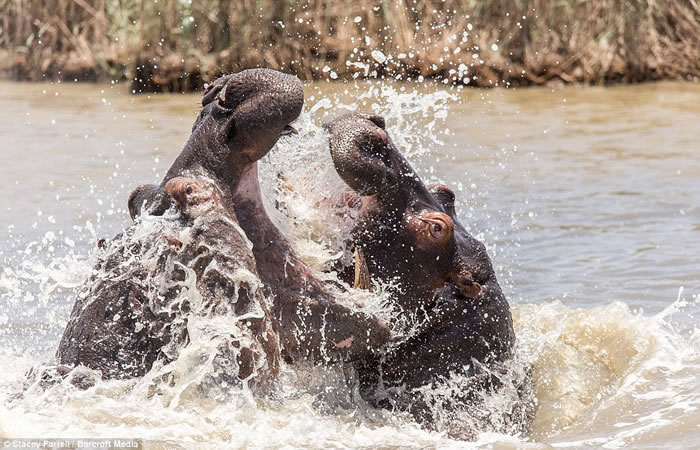 南非伊西曼格利索湿地公园老河马和年轻河马为争夺领地激战