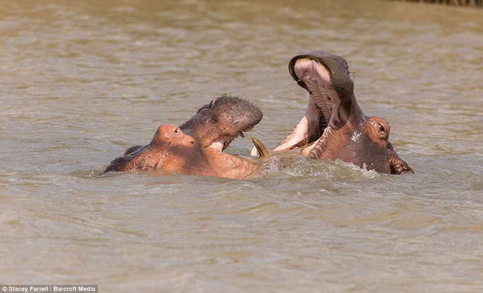 南非伊西曼格利索湿地公园老河马和年轻河马为争夺领地激战