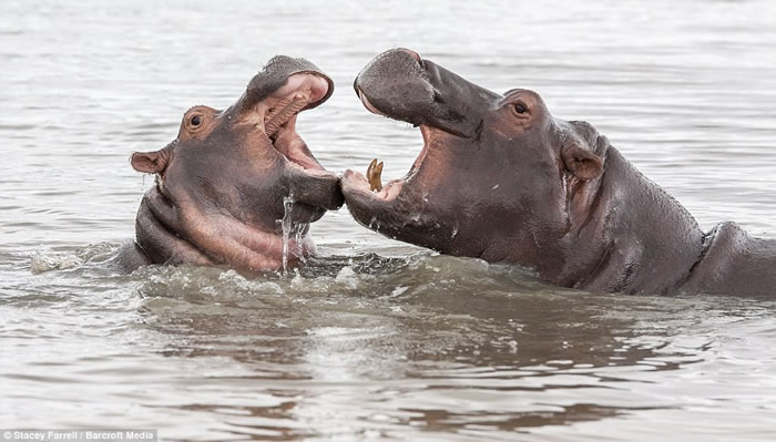 南非伊西曼格利索湿地公园老河马和年轻河马为争夺领地激战