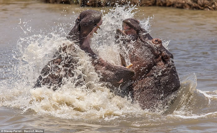 南非伊西曼格利索湿地公园老河马和年轻河马为争夺领地激战