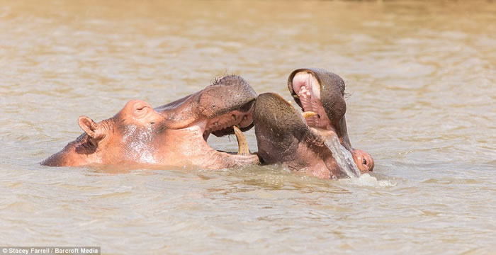 南非伊西曼格利索湿地公园老河马和年轻河马为争夺领地激战