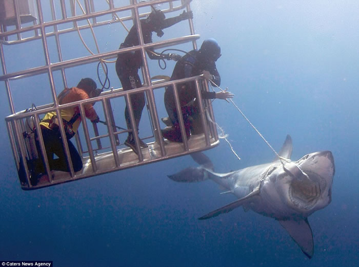 墨西哥瓜达卢佩圣母岛海岸潜水员向大白鲨投喂食物将其引诱至防鲨笼边