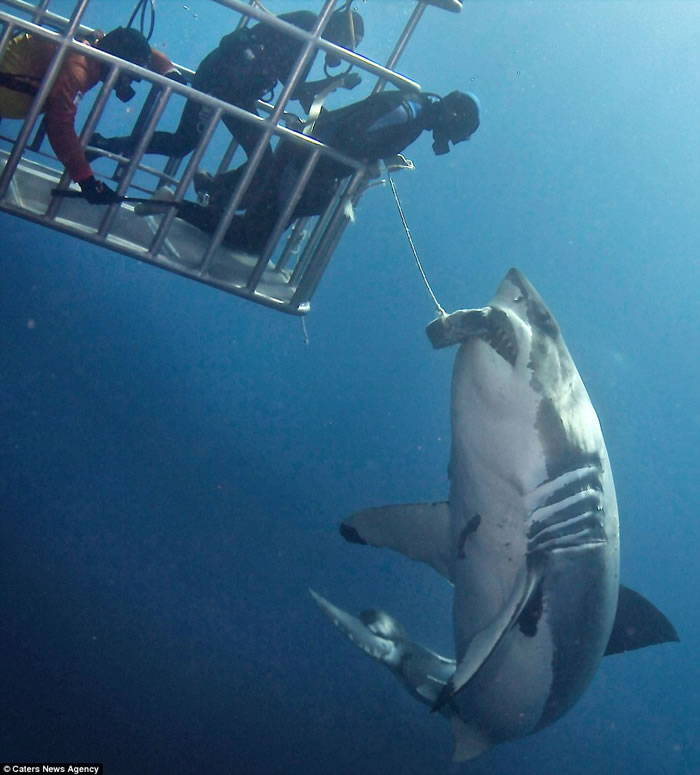 墨西哥瓜达卢佩圣母岛海岸潜水员向大白鲨投喂食物将其引诱至防鲨笼边
