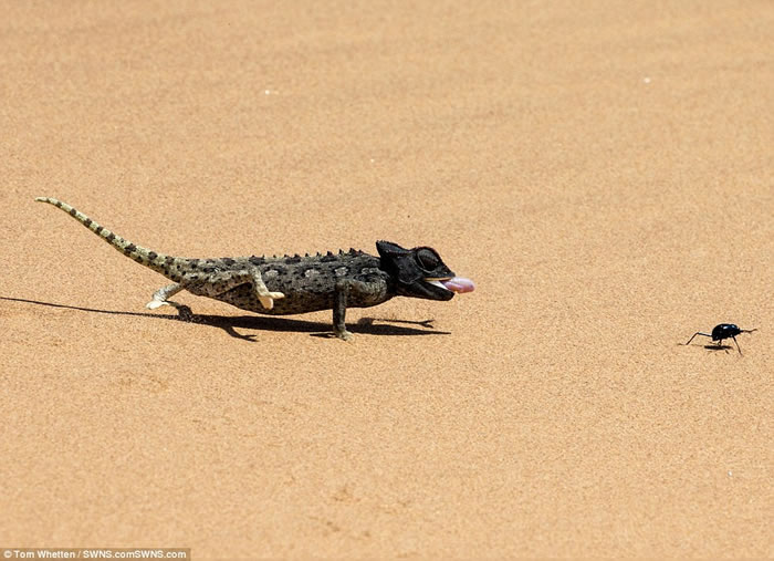纳米比亚沙漠纳马夸变色龙从后方捕食毫无防备的甲虫