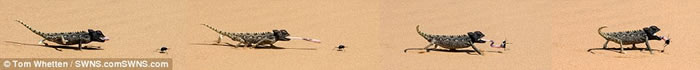 纳米比亚沙漠纳马夸变色龙从后方捕食毫无防备的甲虫