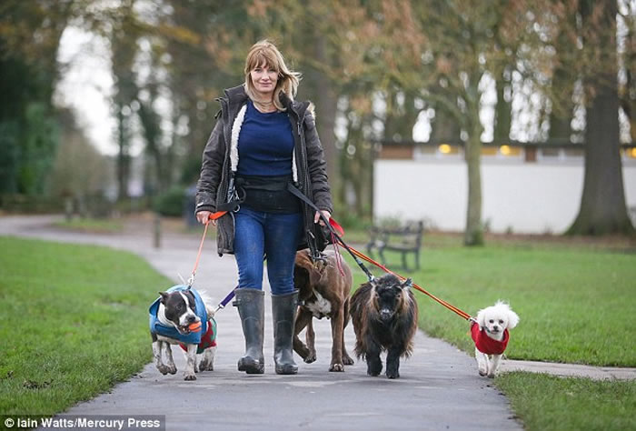 有搞不清楚状况的民众会问崔西,到底贺伯是哪个品种的狗。