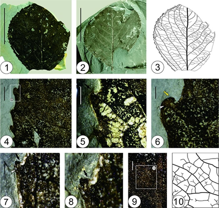 ����������������������Ҷ��Celastrus caducidentatus Liang XQ et ZK Zhou����ʯ
