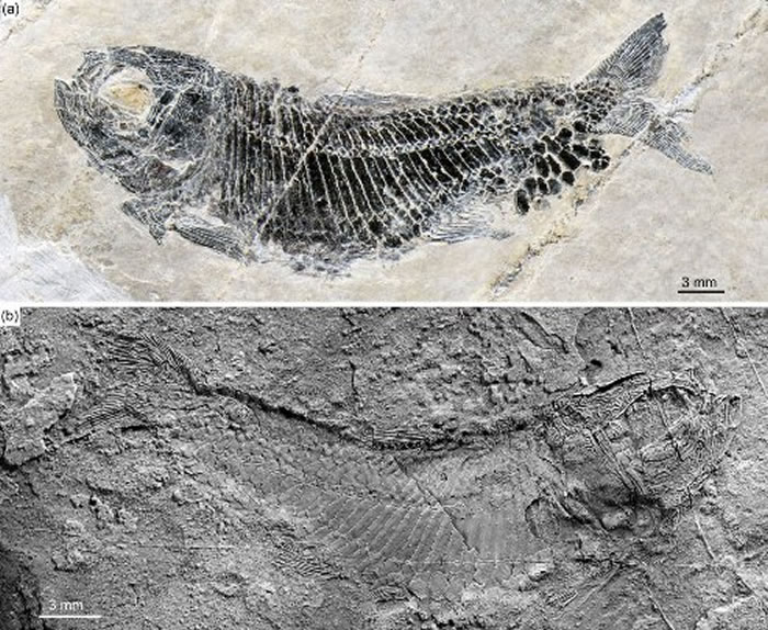 ����ά��˹����Ը���(���Թ�ͼ)