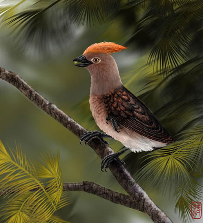 郑氏重明鸟生活复原图(史爱娟绘图)