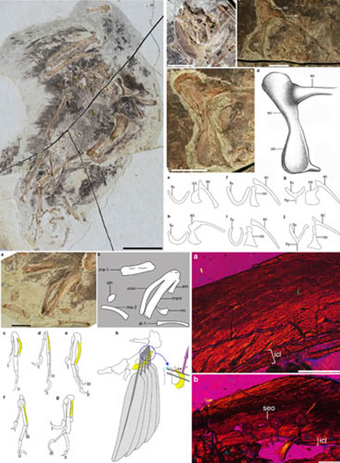 郑氏重明鸟正型标本,基干鸟类的肩带和手部骨骼的形态对比及重明鸟骨骼切片图(王敏供图)