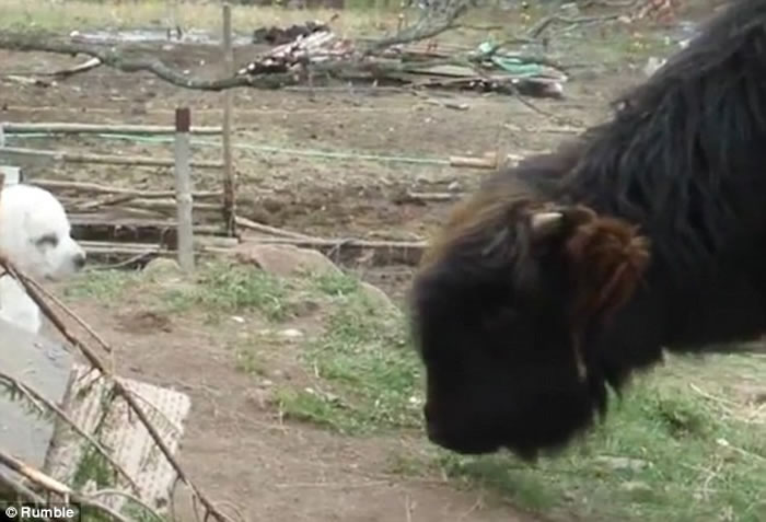 小狗可能受惊,打算走开。