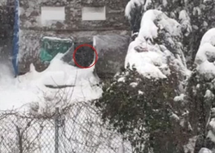 两只狗狗(红圈)被留在中门大开的后院陋室里。