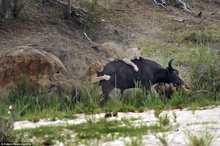 南非马拉马拉动物保护区大水牛被围攻 将尖角狠狠刺进狮子腋下