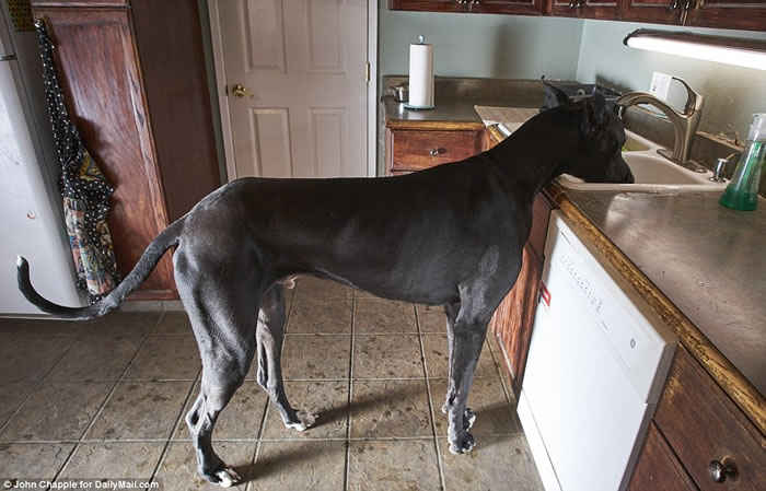 美国大丹犬Rocko站立210CM快撞天花板 要挑战“世界最高狗”金氏世界纪录