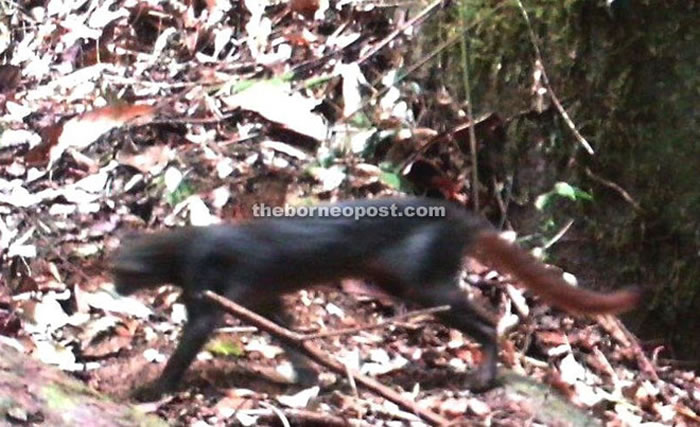 曾被以为灭绝!婆罗洲金猫现身马来西亚沙劳越伦乐森林