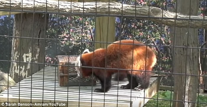 大脑尺寸与身体质量之比更大的食肉哺乳动物可能有更好的解决问题技能
