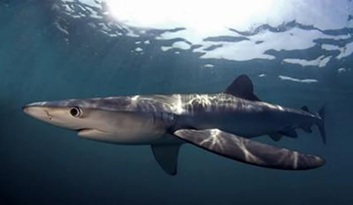 鲨鱼和捕鱼活动之间显著的地理重叠