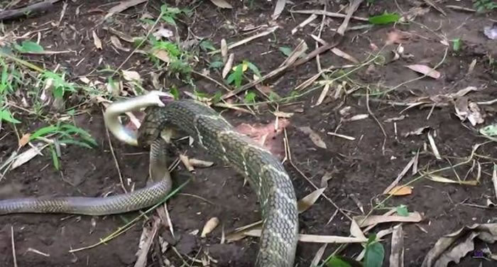 澳洲13岁少年Miller Wilson前往印尼巴里岛拍摄到眼镜王蛇吃掉射毒眼镜蛇