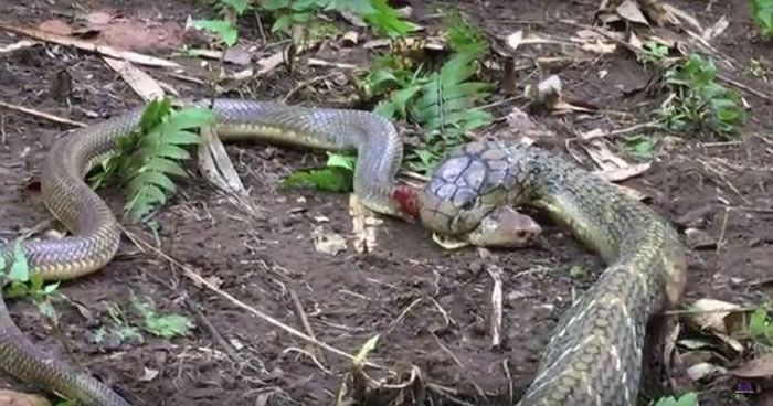 澳洲13岁少年Miller Wilson前往印尼巴里岛拍摄到眼镜王蛇吃掉射毒眼镜蛇