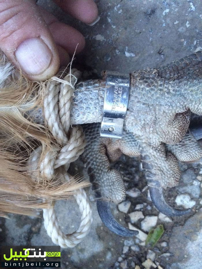 以色列派来的间谍?这只秃鹰在黎巴嫩差点被当成无人机拆了