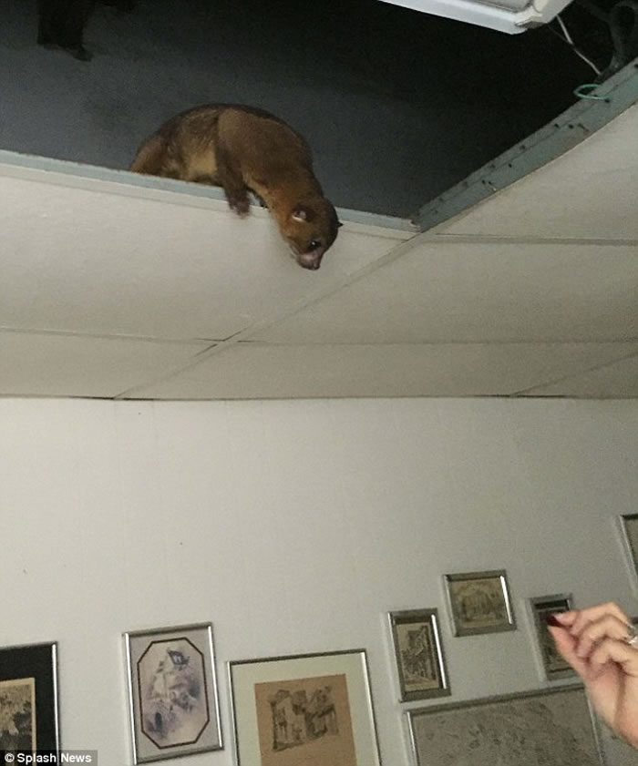 美国99岁老妇睡觉时感觉胸口被毛茸茸重物压着 原来是相当罕见的蜜熊