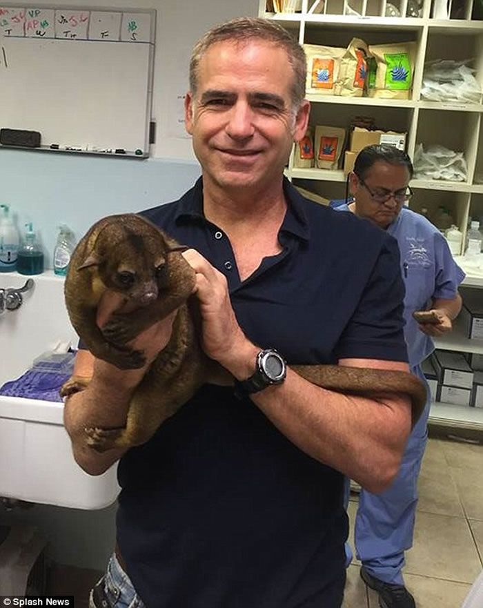 美国99岁老妇睡觉时感觉胸口被毛茸茸重物压着 原来是相当罕见的蜜熊