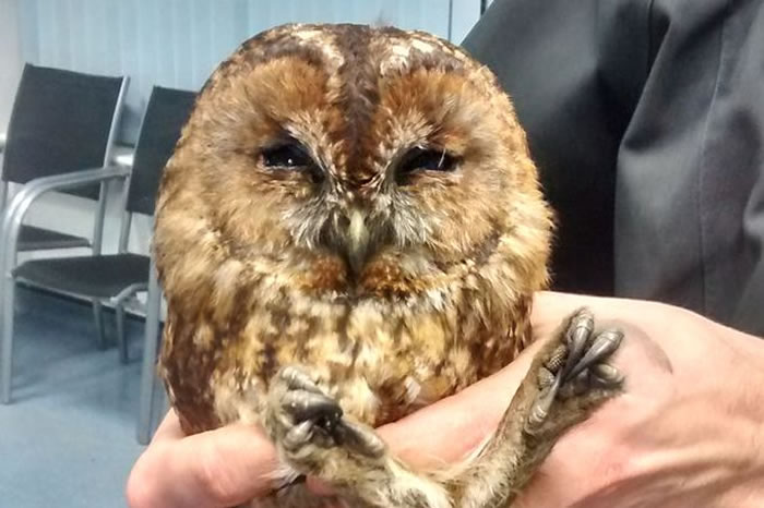 Ӣ��Ů���������Լ��̴ѿ���һֻ������ˬ��èͷӥ