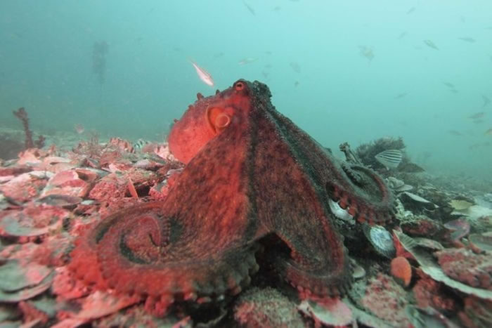 八爪鱼变色显示心情:深色即战斗模式 - 神秘的