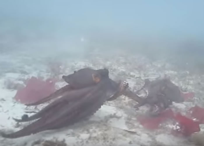 出现争端时,八爪鱼的颜色会变深。