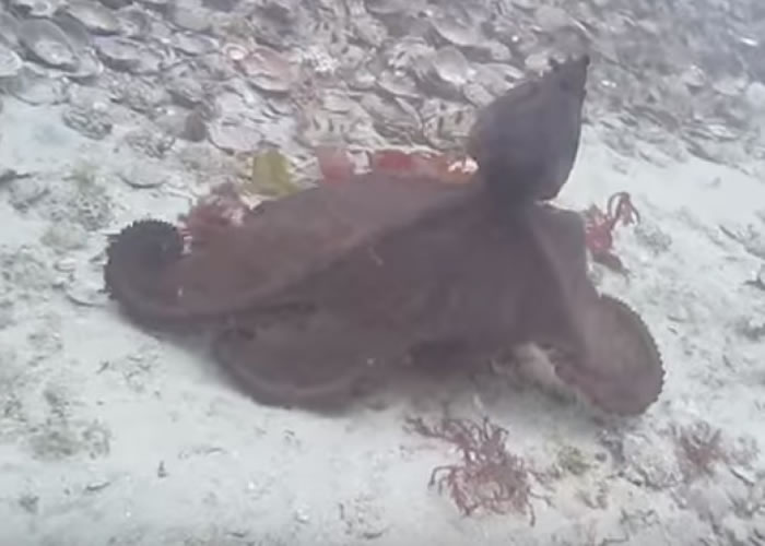 “战斗”过后,颜色会开始变浅。