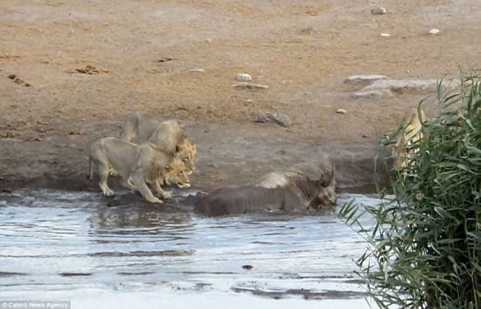 �Ϸǰ���ɳ���ҹ�԰����Ϭţ����ˮ�ӣ���������3ֻʨ������