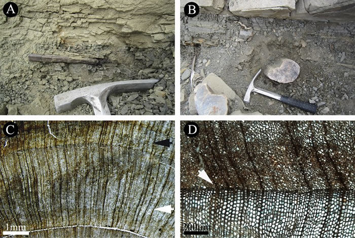 化石木材野外照片及横切面