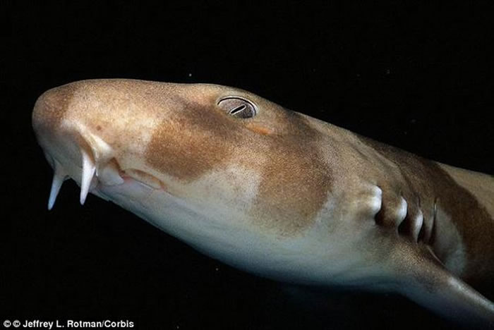 ͼ�������ư����裬��ѧ�������о���ʾ������ˮ���ι�������ư�������ֵڶ���������ֳ����