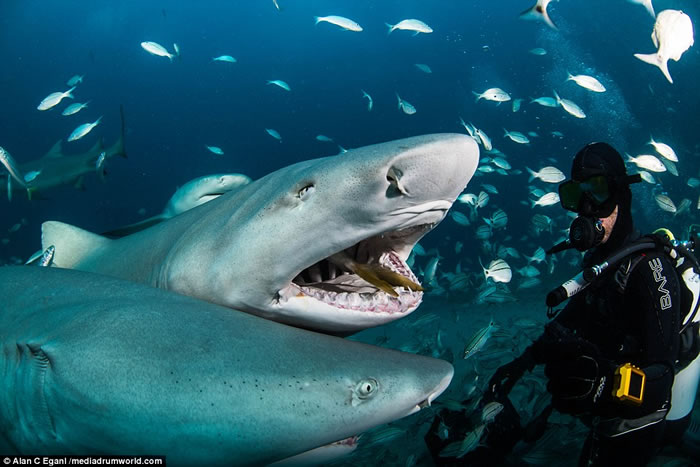 英国潜水爱好者Alan Egan被称为“鲨语者”,曾多次与虎鲨在海底亲密接触